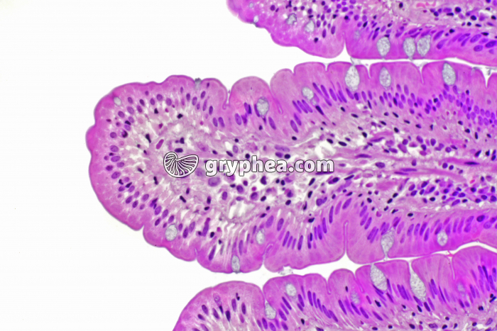 Muqueuse intestinale x100 - gryphea.org